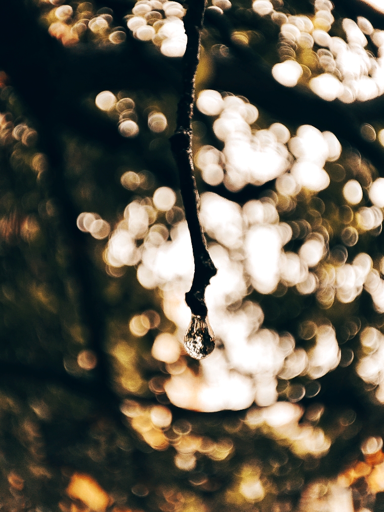 sunrise with a drop of rain